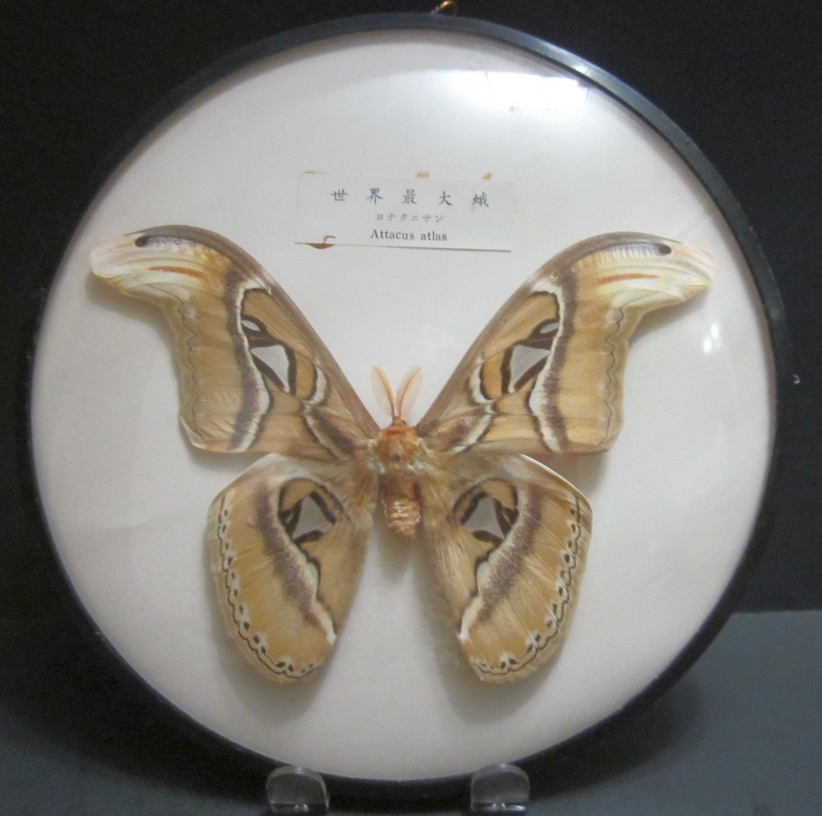 Attacus atlas (aberration, 1950's japanese) (Internet Image property of respective owner, non-commercial use only)